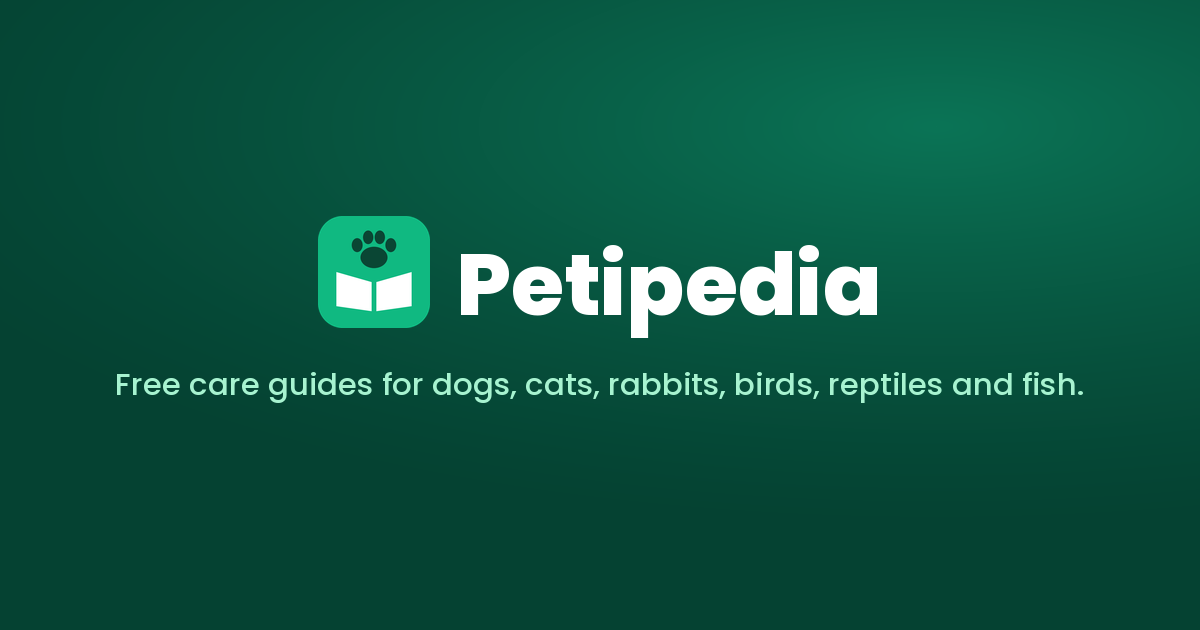 The ladder a dog climbs before it bites | Petipedia